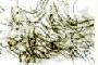 Cyanobacteria