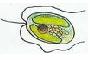 Chrysophyta