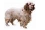 Clumber Spaniel