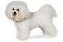 Bichon frise