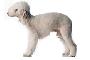 Bedlington Terrier