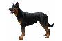 Pastore Beauceron