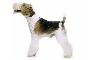 Fox terrier