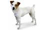 Russell Terrier