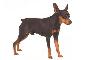 Pinscher