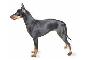 Manchester terrier