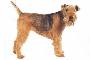 Lakeland terrier