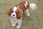 Cavalier king