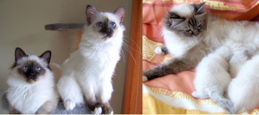 Razze Di Gatti Razze Di Gatti
