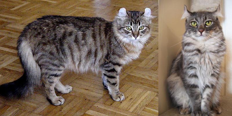 Razze Di Gatti Razze Di Gatti
