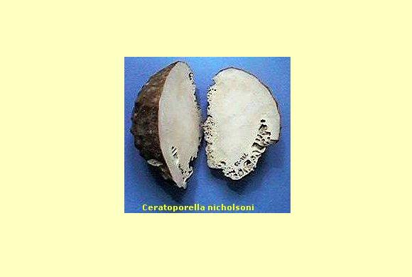 :.Specie Invertebrati.: