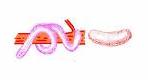 Solenogastres