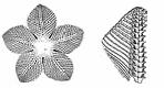 Somasteroidea