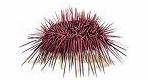 Echinoidea