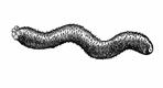 Holothuroidea