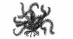 Crinoidea