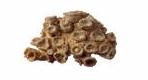 Scleractinia