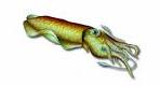 Cefalopodi