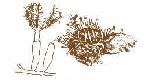 Stolonifera