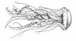 Semaeostomeae