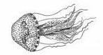 >Stauromedusae
