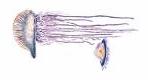 Siphonophora