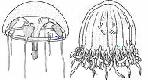 Trachymedusae