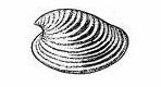 Helcionelloida