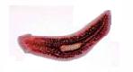 Platyhelminthes