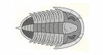 Trilobita