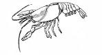 Malacostraca