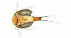 Ostracoda
