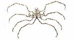 Pycnogonida