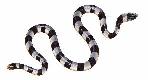 Serpente marino