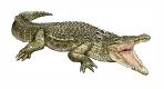 Coccodrillo marino