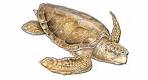 Chelonioidea