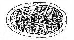 Polyplacophora