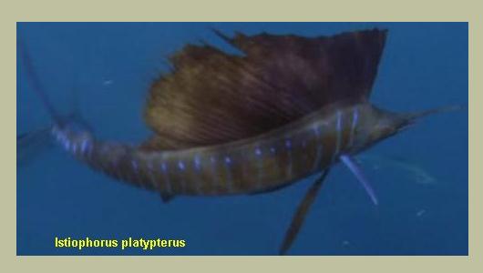 Simile Al Pesce Spada Viene Chiamato Pesce Vela