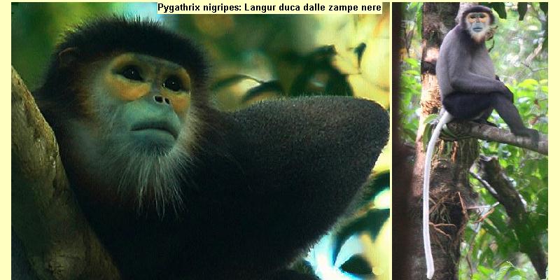 .Famiglie Primati.