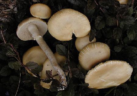 Agrocybe praecox