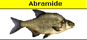 Abramide Brama