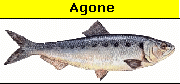 Alosa Agone
