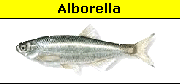 Alburnus Alborella