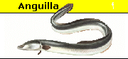 Anguilla Anguilla