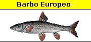 Barbus Barbus