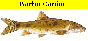 Barbus Caninus