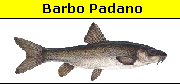 Barbus Plebejus