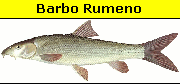 Barbus Petenyi