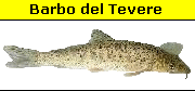 Barbus Tyberinus