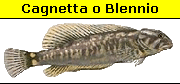 Salaria Fluviatilis